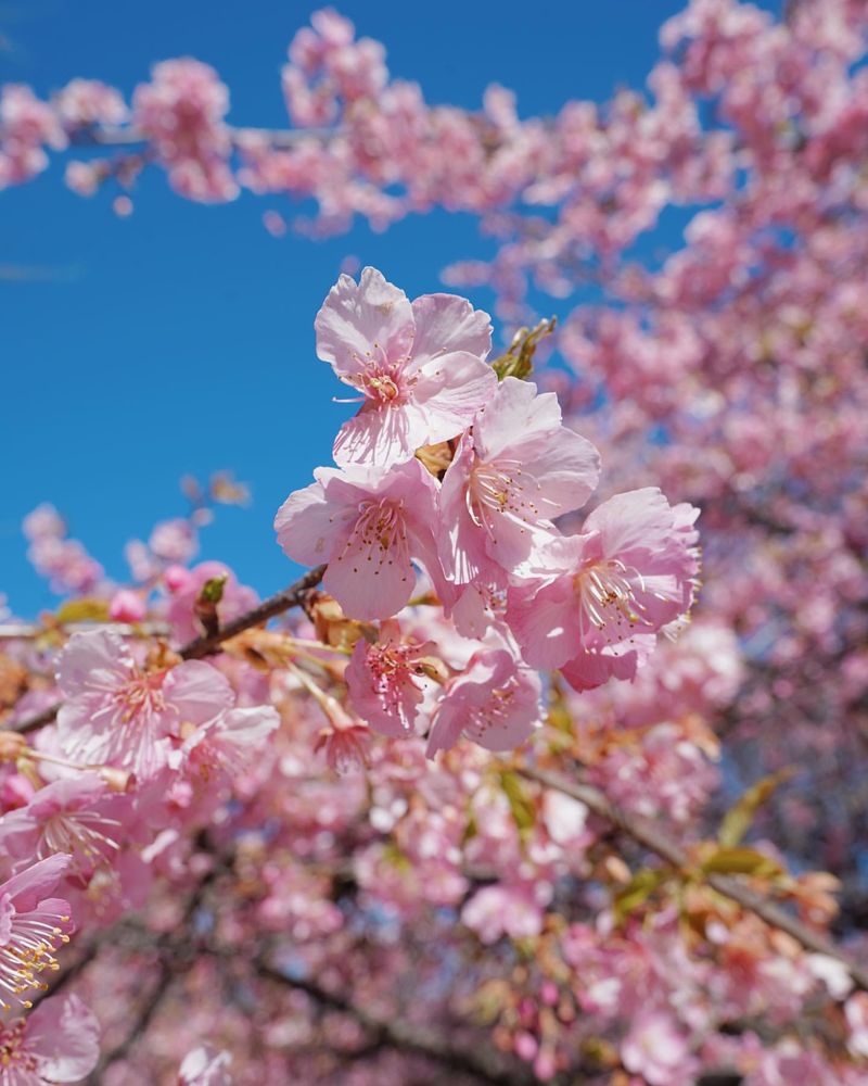 Cherry Blossom