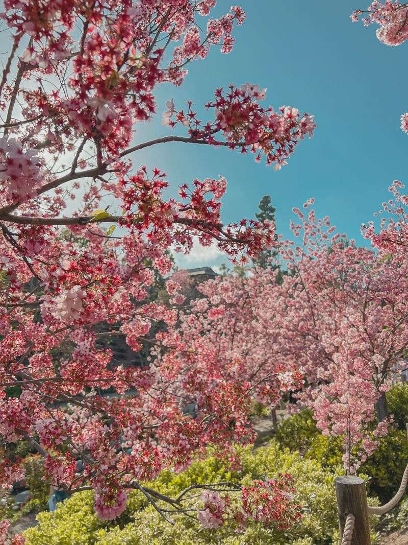 Cherry Blossom Trees