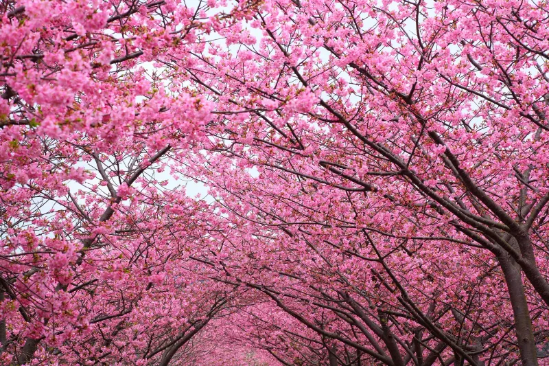 Cherry Blossom