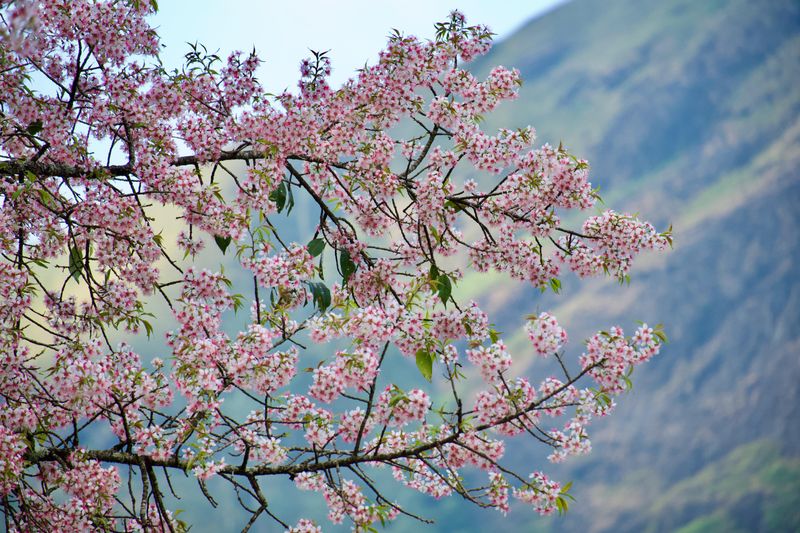 Cherry Blossoms