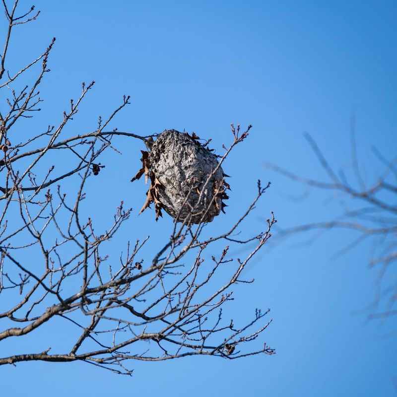 Cherry Pit Bird Nesting Material