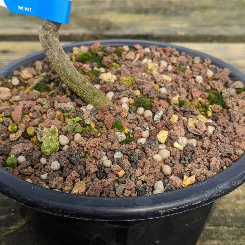 Cherry Pit Bonsai Soil