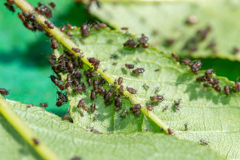 Cherry Pit Insect Repellent