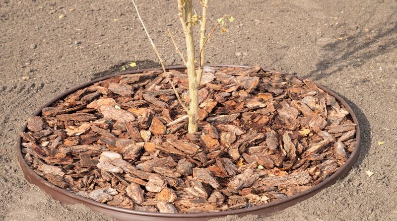 Cherry Pit Mulch