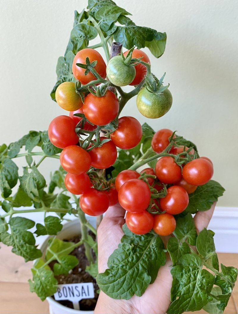 Cherry Tomatoes (Dwarf Varieties)