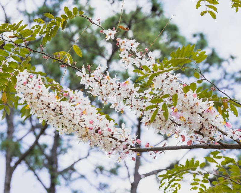 Cherry Tree