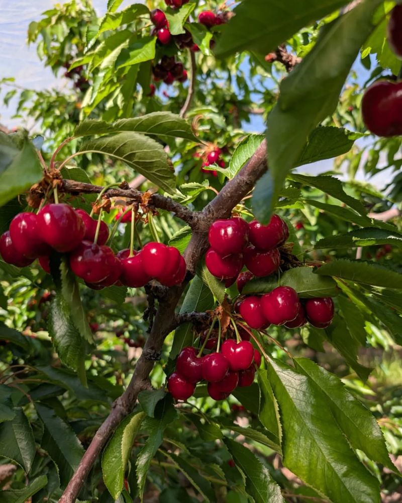 Cherry Tree