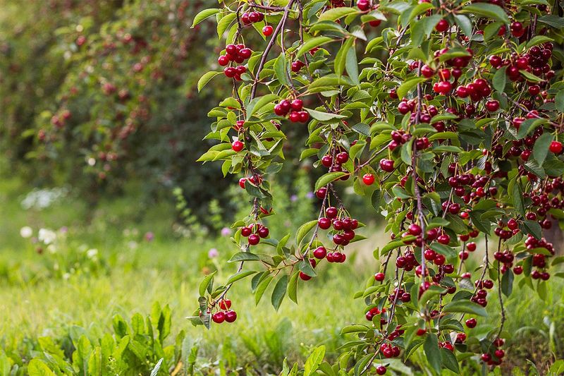 Cherry Tree