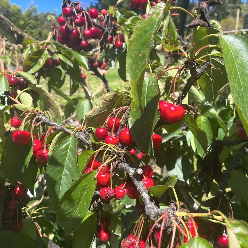 Cherry Tree