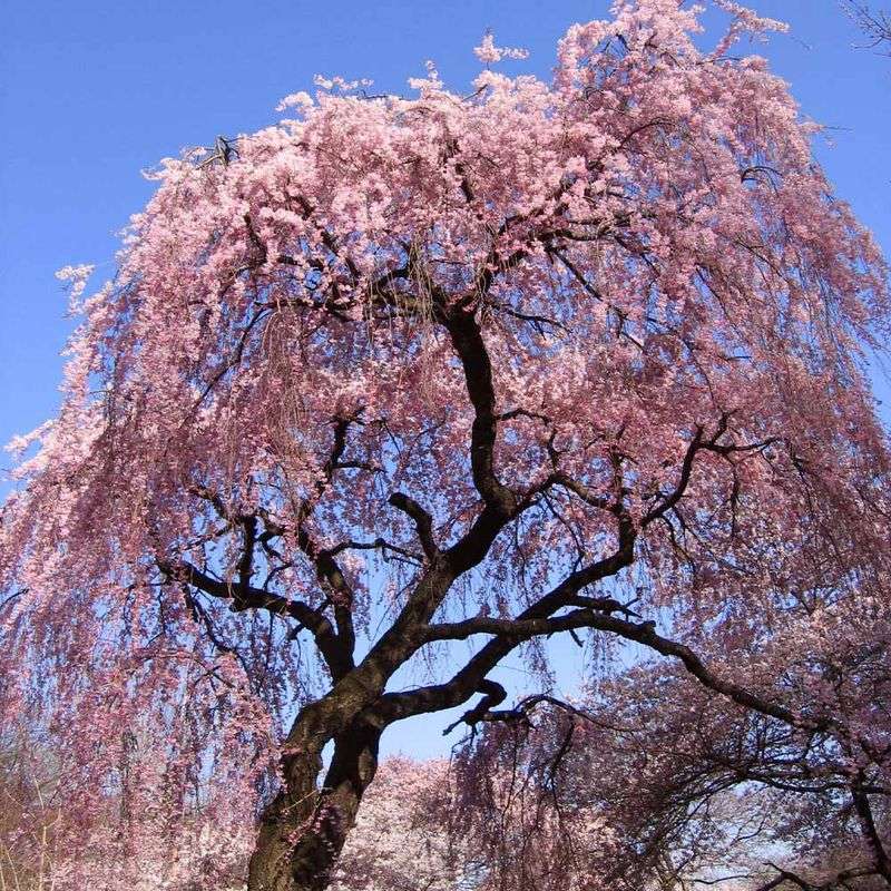 Cherry Tree