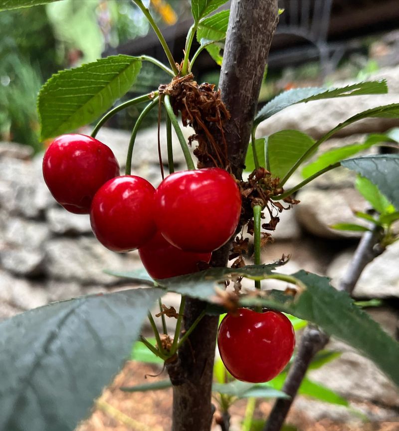 Cherry