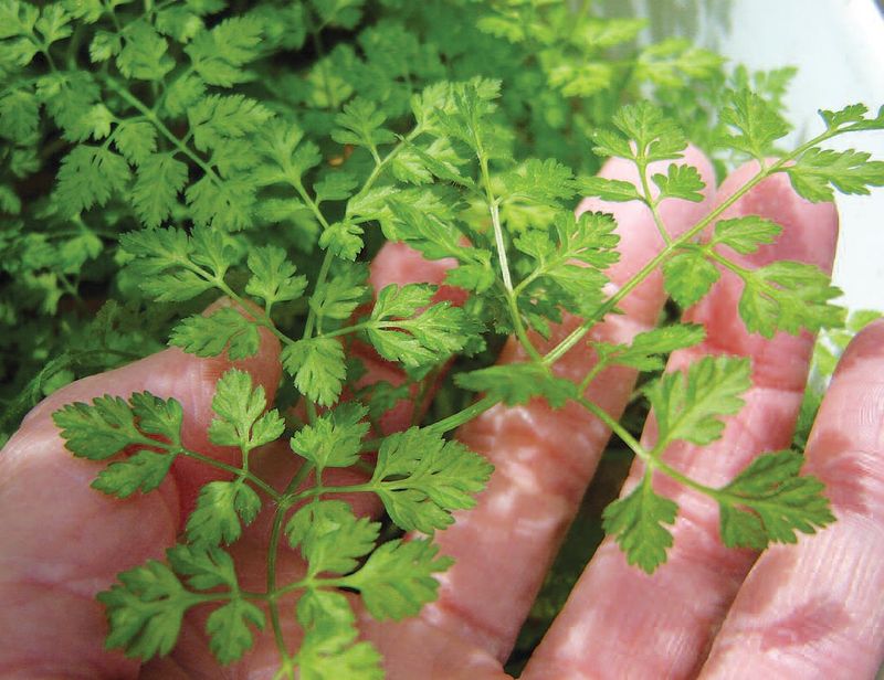 Chervil