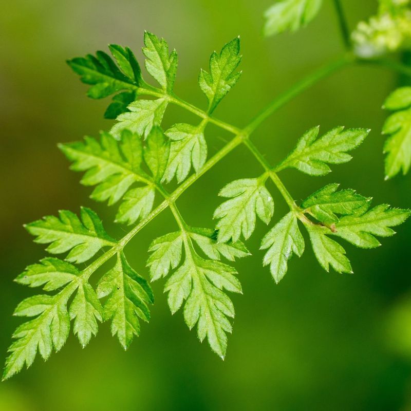 Chervil