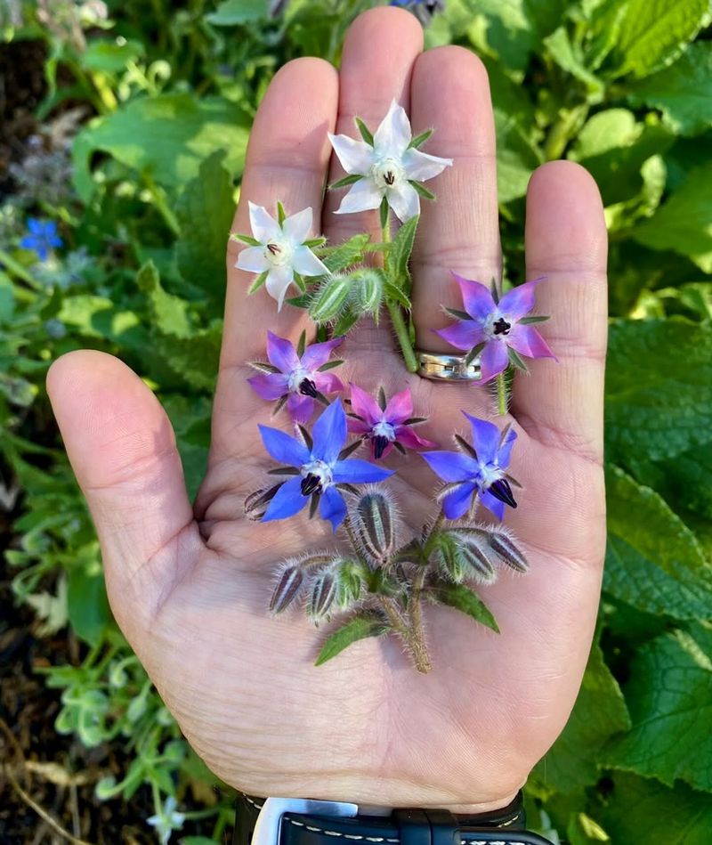 Borage