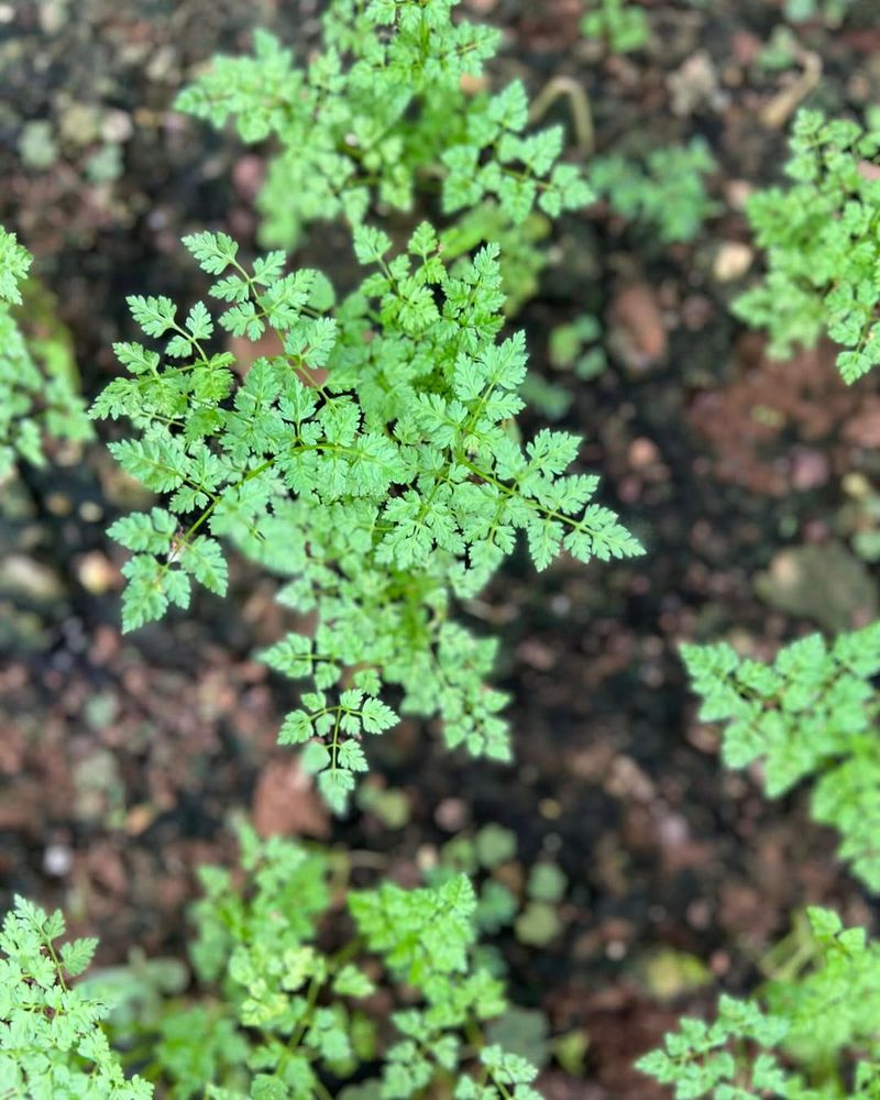 Chervil