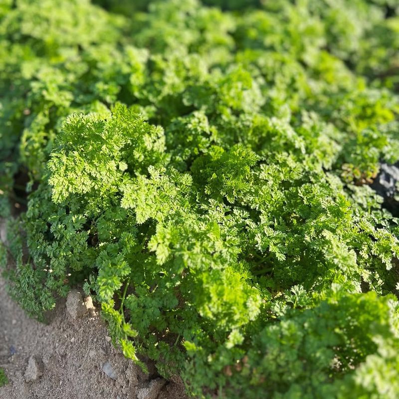 Chervil