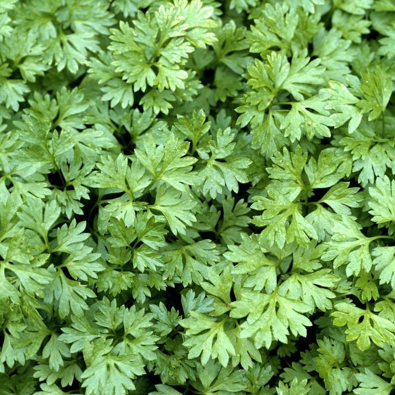 Chervil