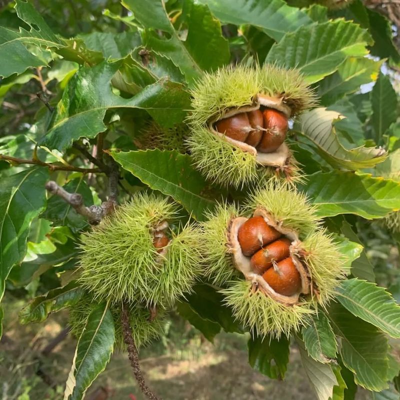 Chestnut Corner