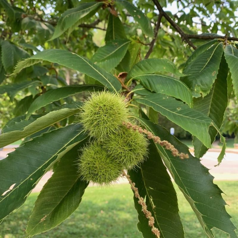 Chestnut Tree