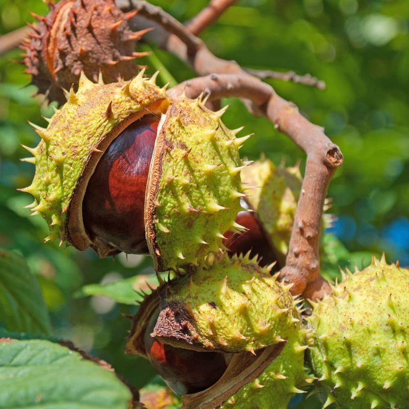 Chestnut Tree