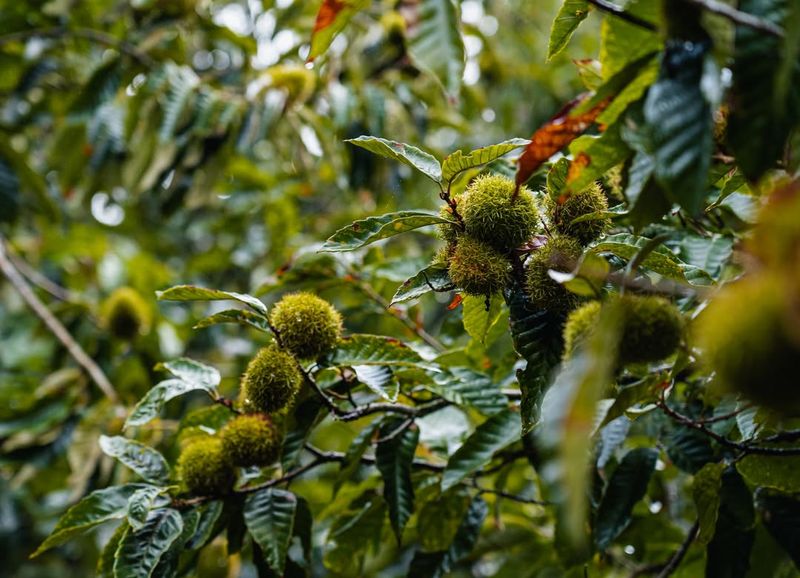 Chestnut Trees