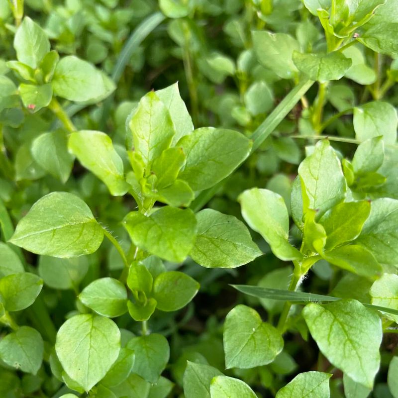 Chickweed