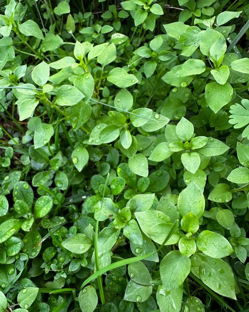 Chickweed