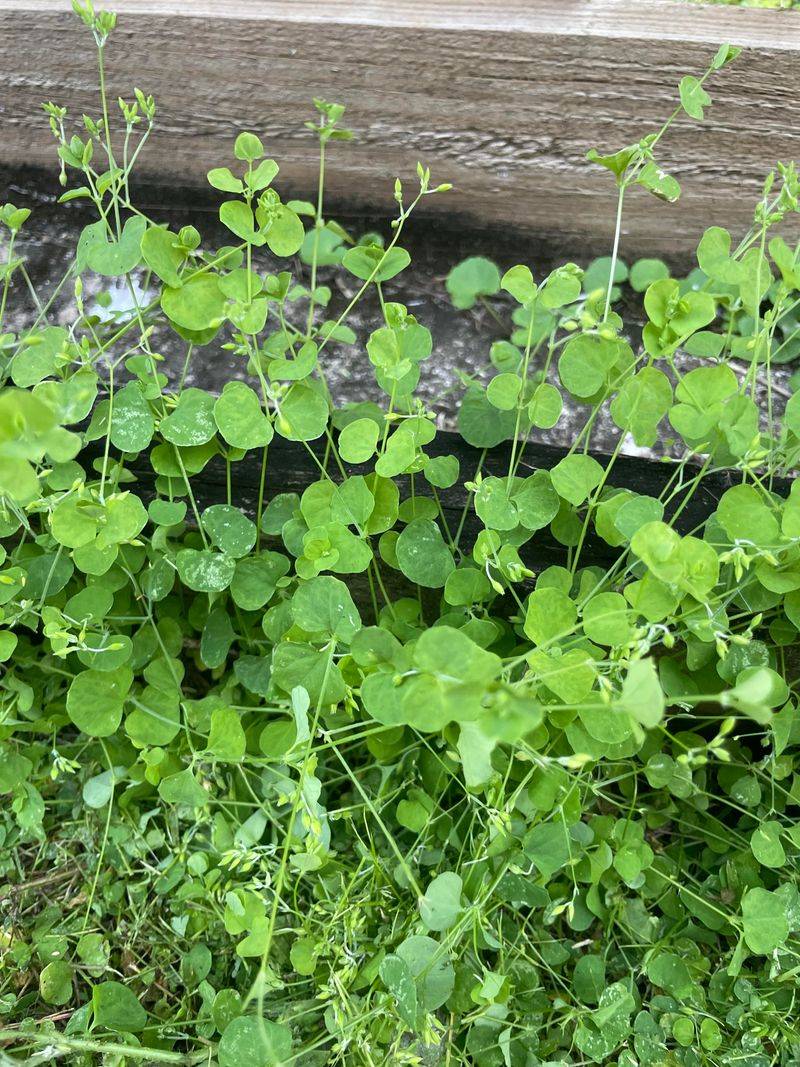 Chickweed Challenger