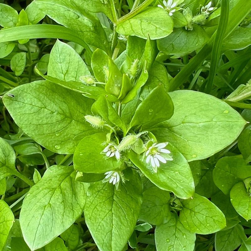 Chickweed (Stellaria media)