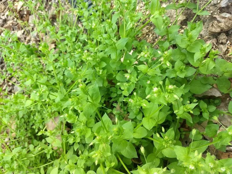 Chickweed