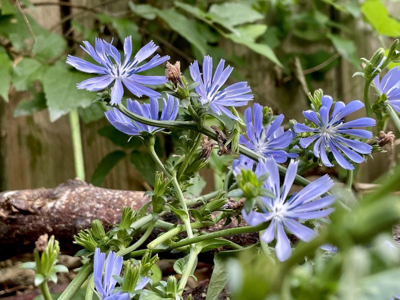 Chicory