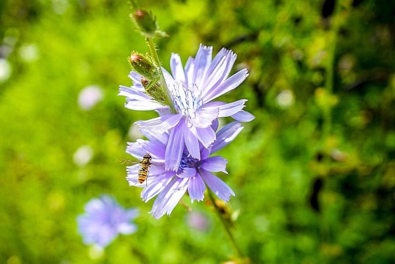 Chicory