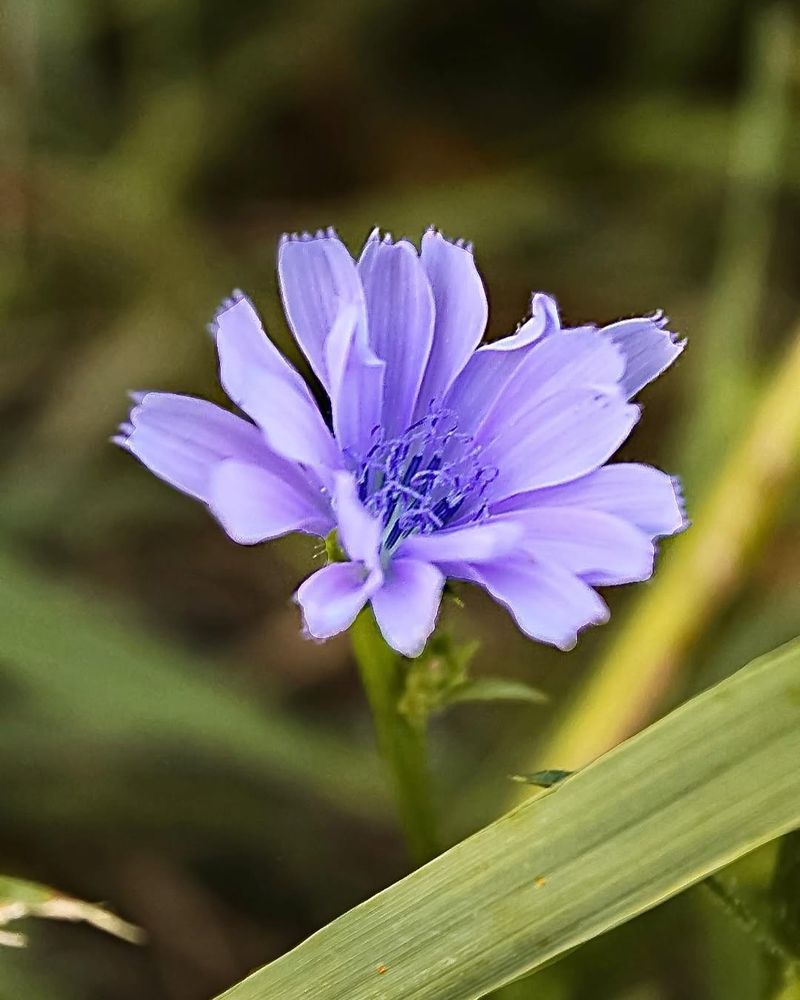 Chicory