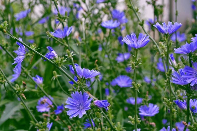 Chicory Charm