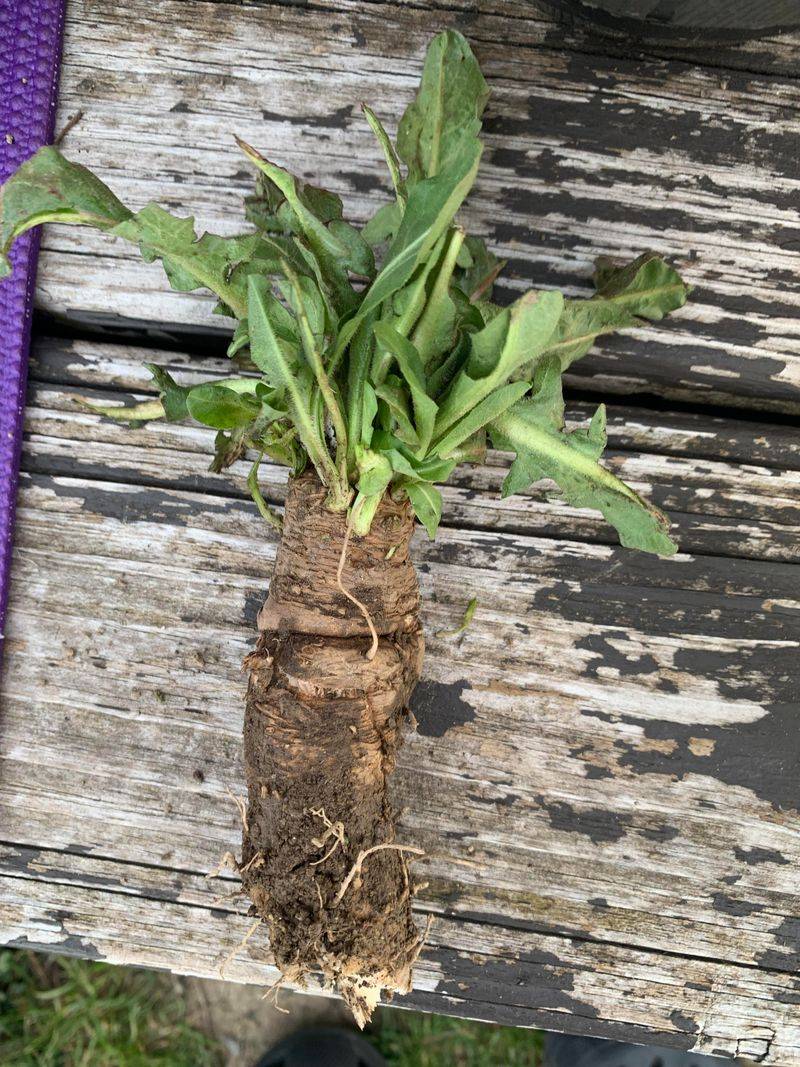 Chicory Root