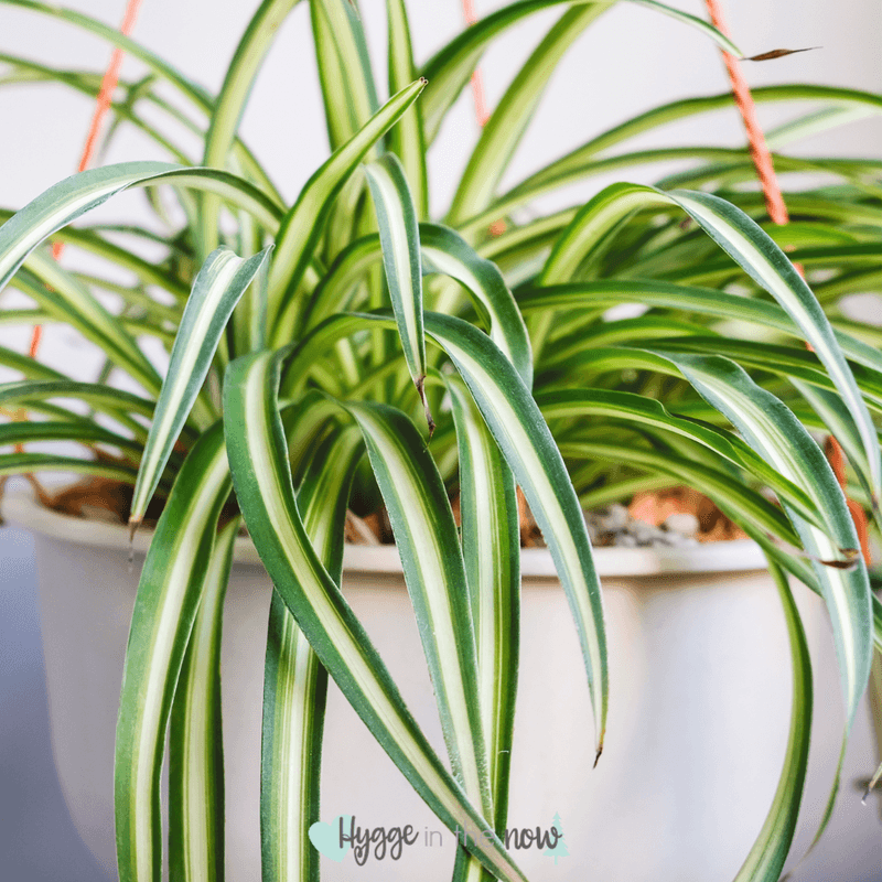 Children's Room: Spider Plant & Maranta