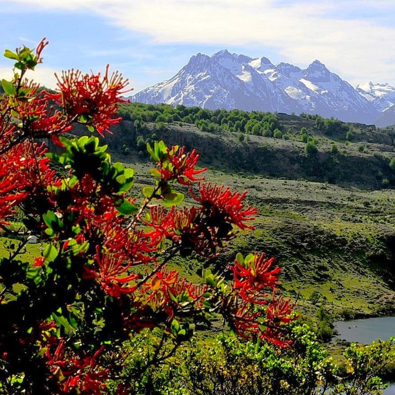 Chilean Firebush