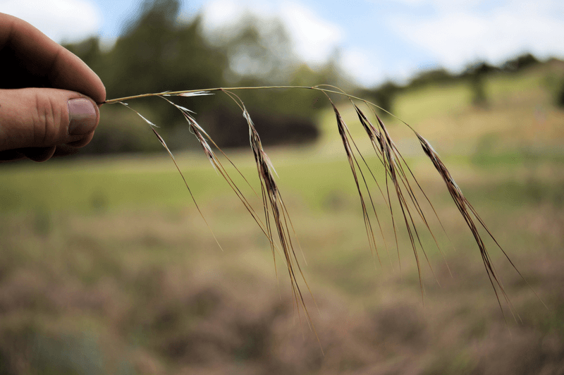 Chilean Needle Grass