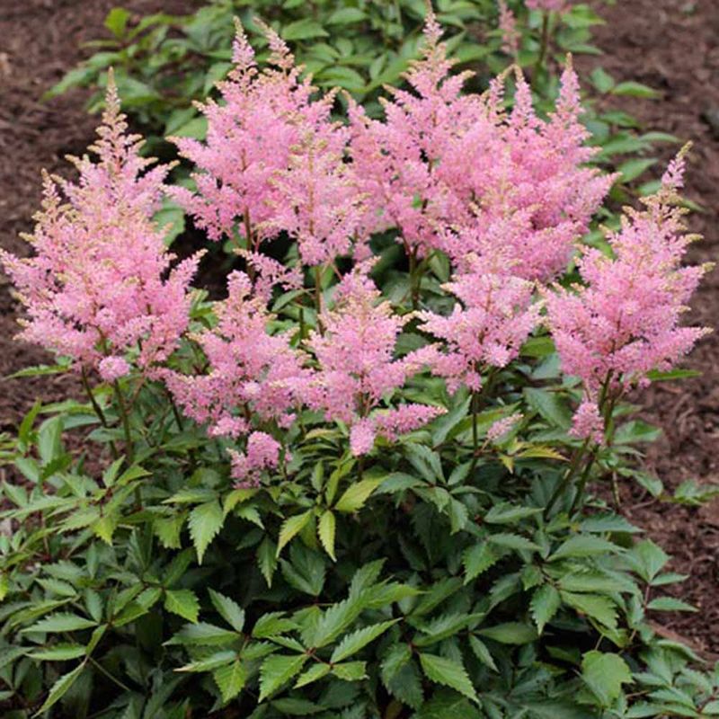 Chinese Astilbe