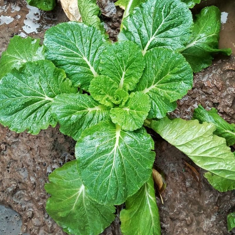 Chinese Cabbage