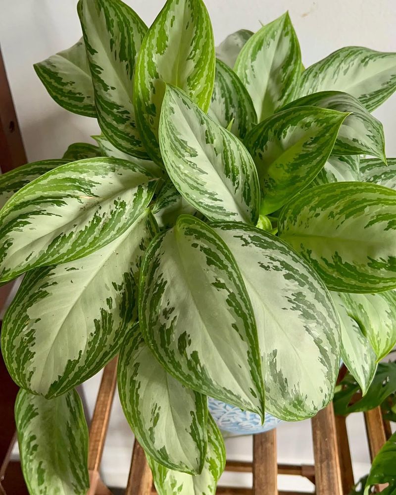 Chinese Evergreen