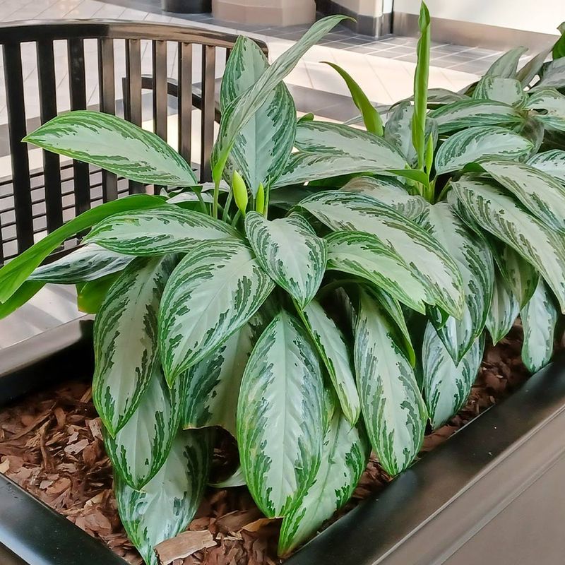 Chinese Evergreen