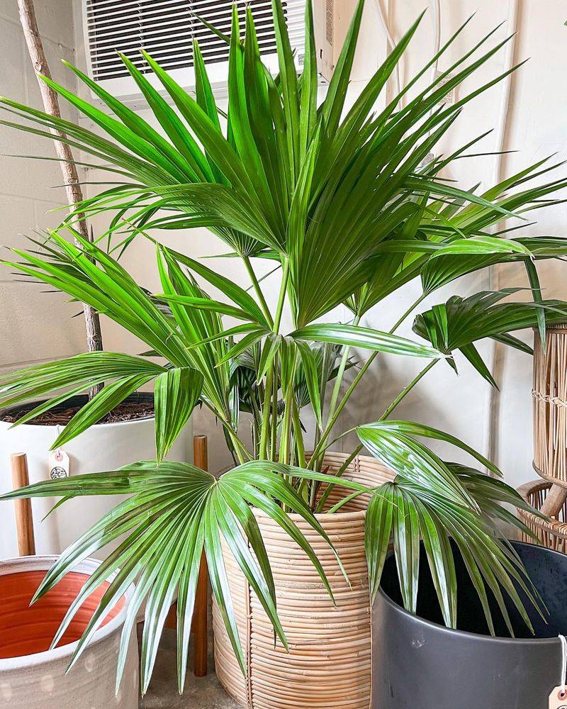 Chinese Fan Palm