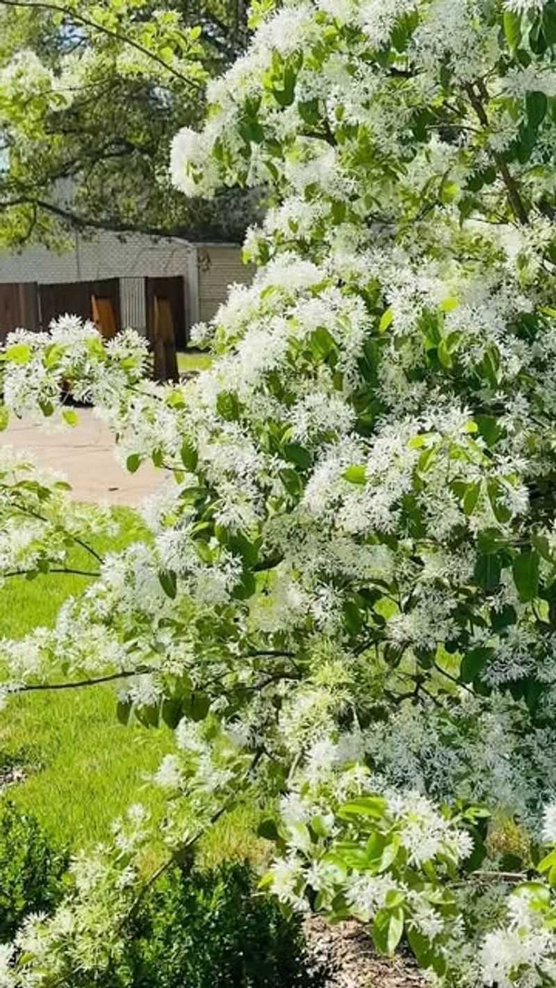 Chinese Fringe Flower