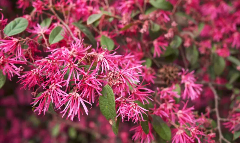 Chinese Fringe Flower