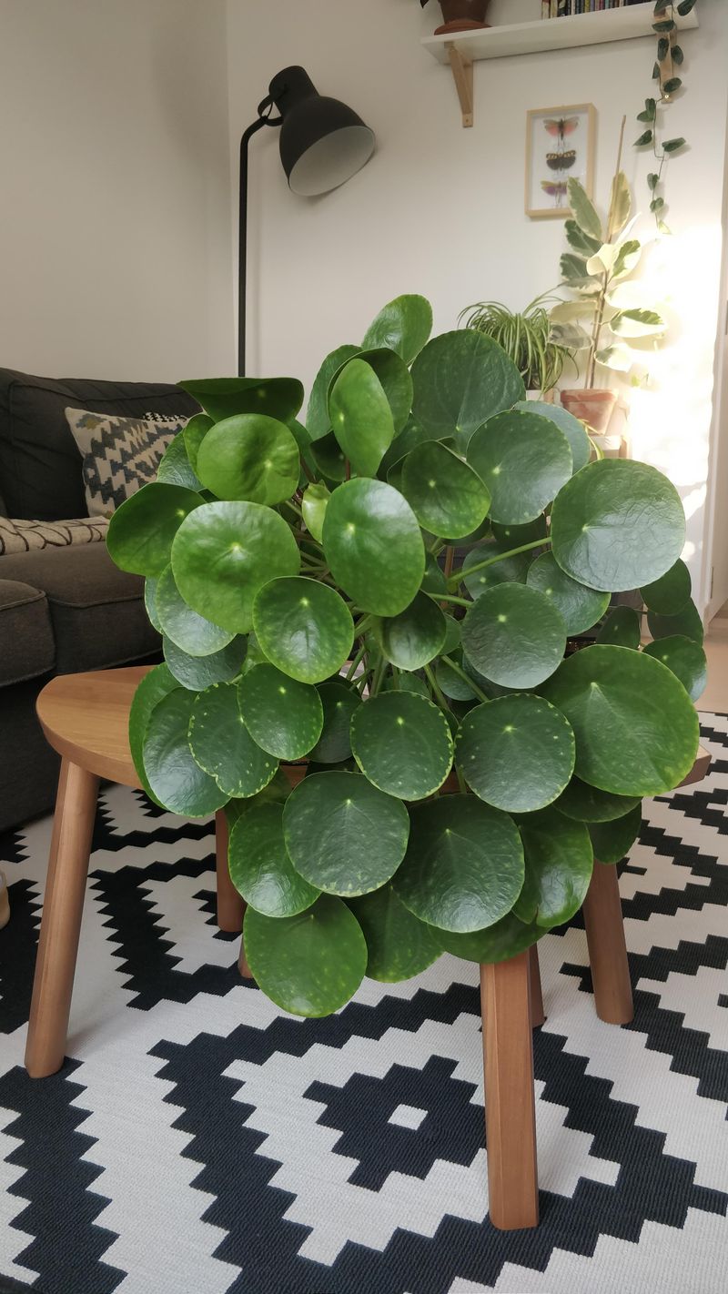 Chinese Money Plant