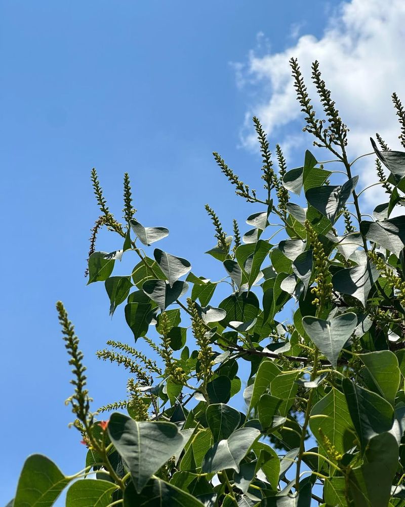 Chinese Tallow Tree