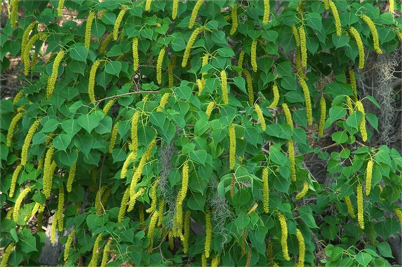 Chinese Tallow Tree