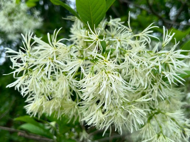 Chionanthus