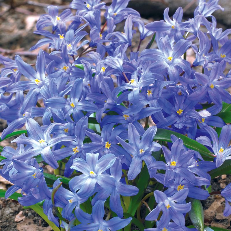 Chionodoxa